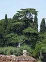 wbgarden roma pines 102